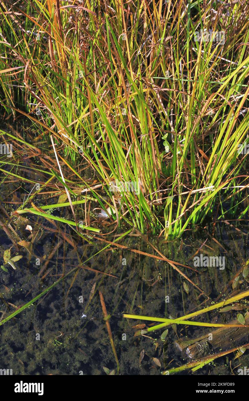 Typical common wild reeds and grasses growing along the shoreline Stock ...