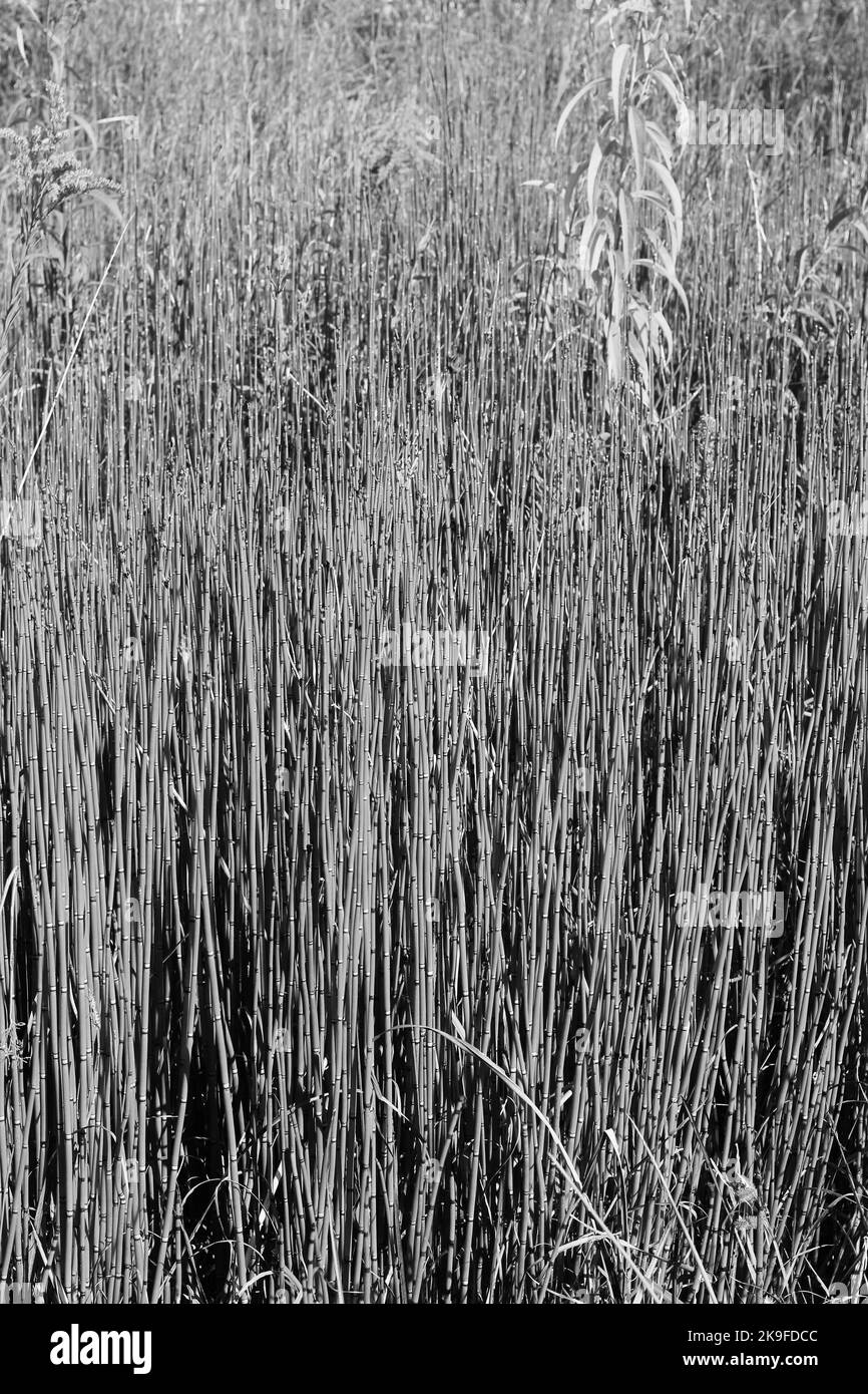 Typical common wild reeds and grasses growing along the shoreline in a