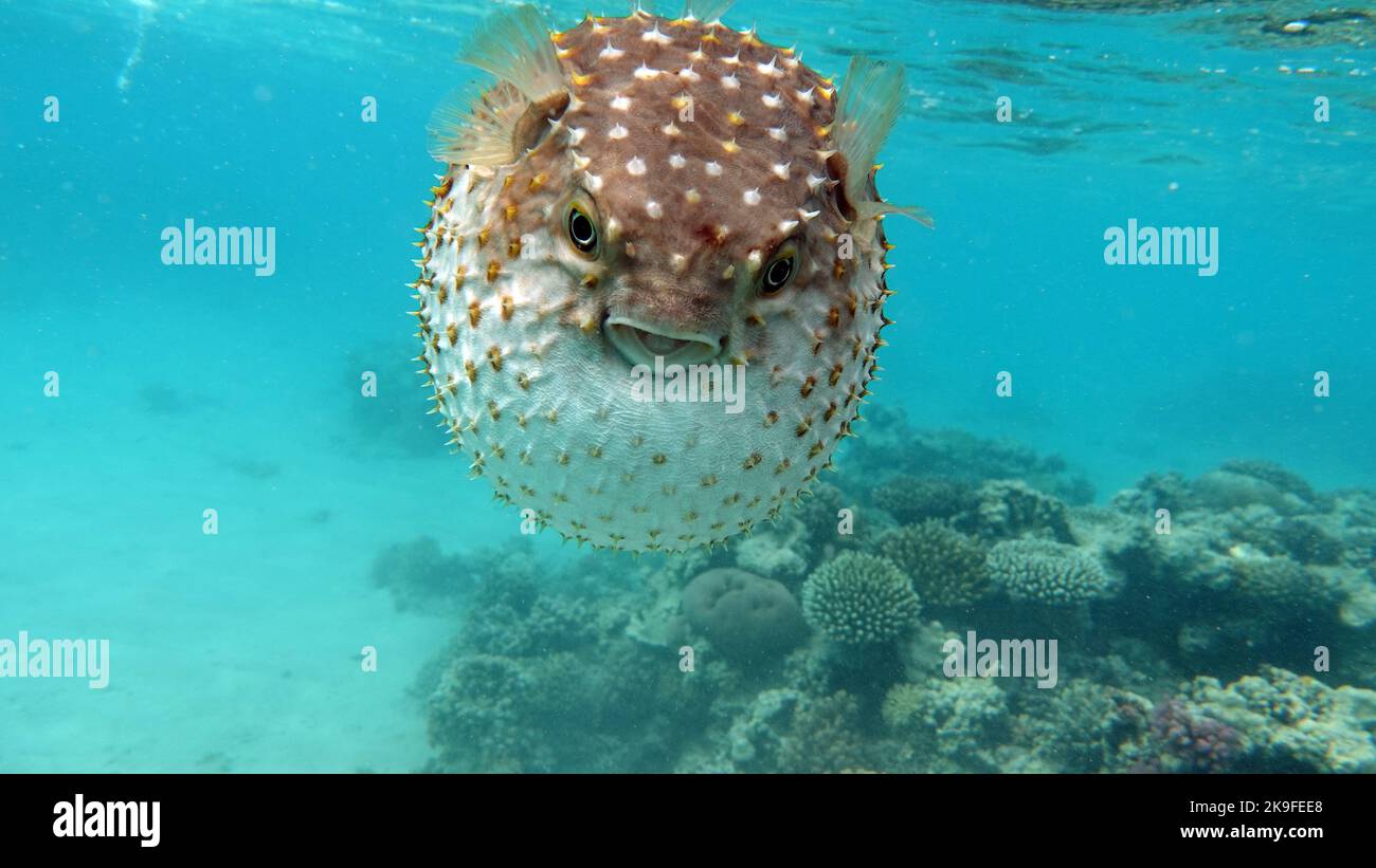 Fish hedgehog. Yellow-spotted cyclicht - grows up to 34 cm, feeds on crustaceans and molluscs. Stock Photo