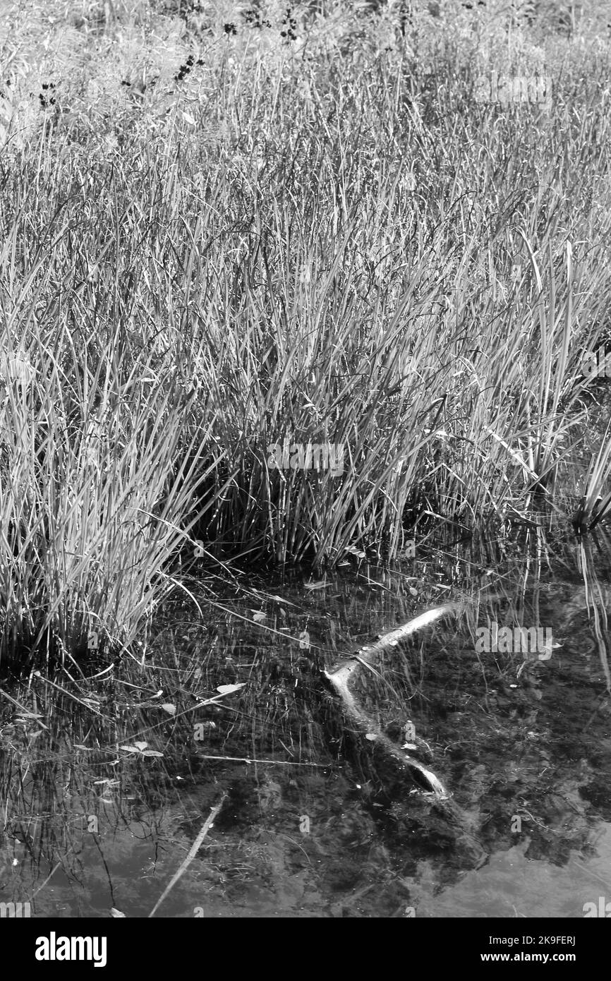 Typical common wild reeds and grasses growing along the shoreline in a