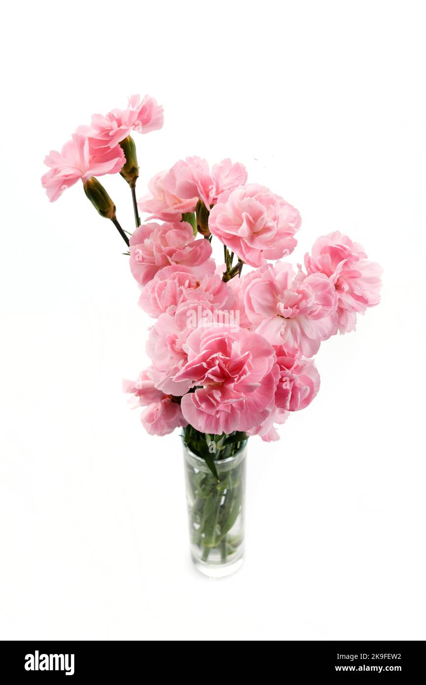 Beautiful pink carnation flowers isolated on white background Stock ...