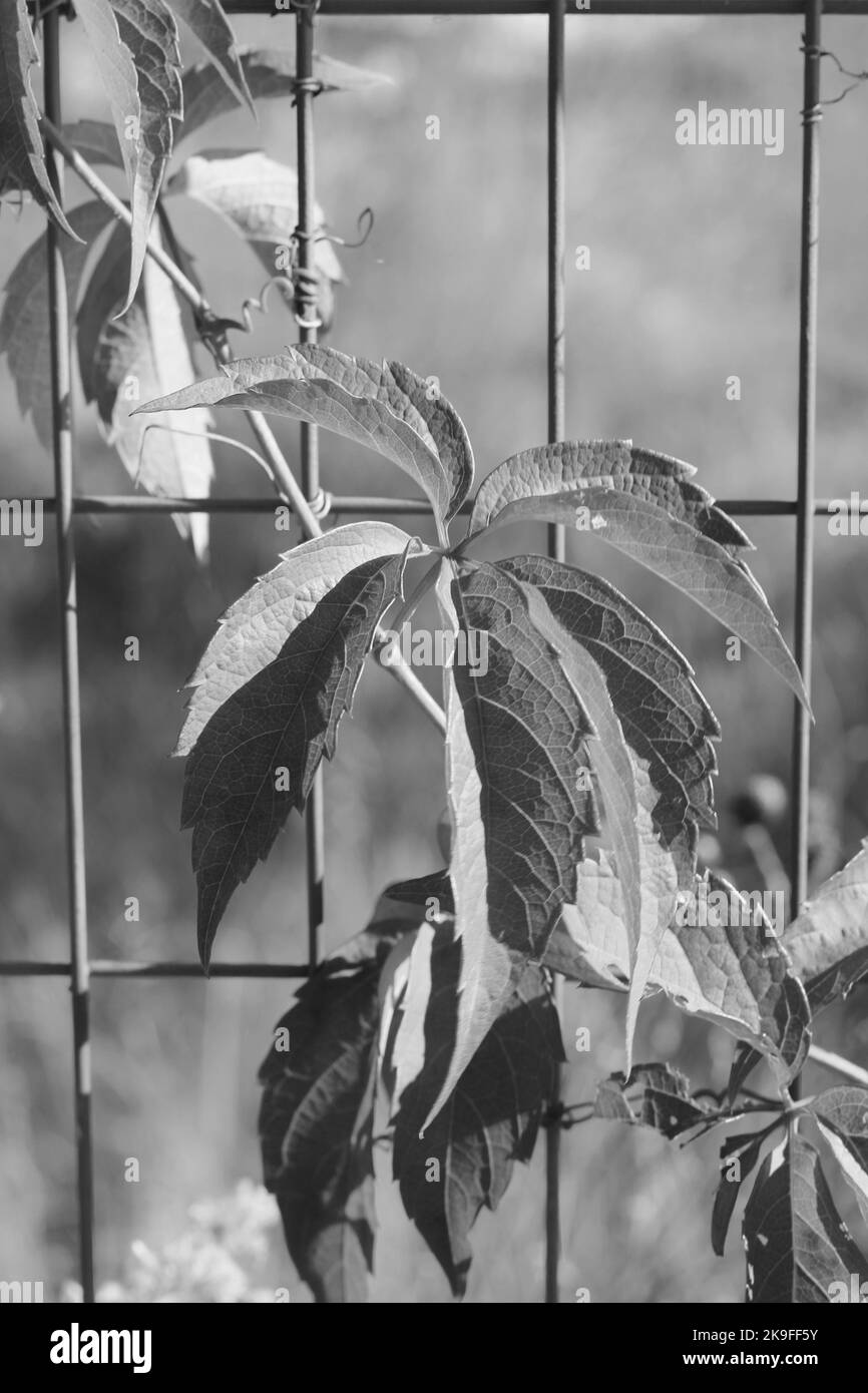 Poison oak vines climbing the metal fence in a black and white