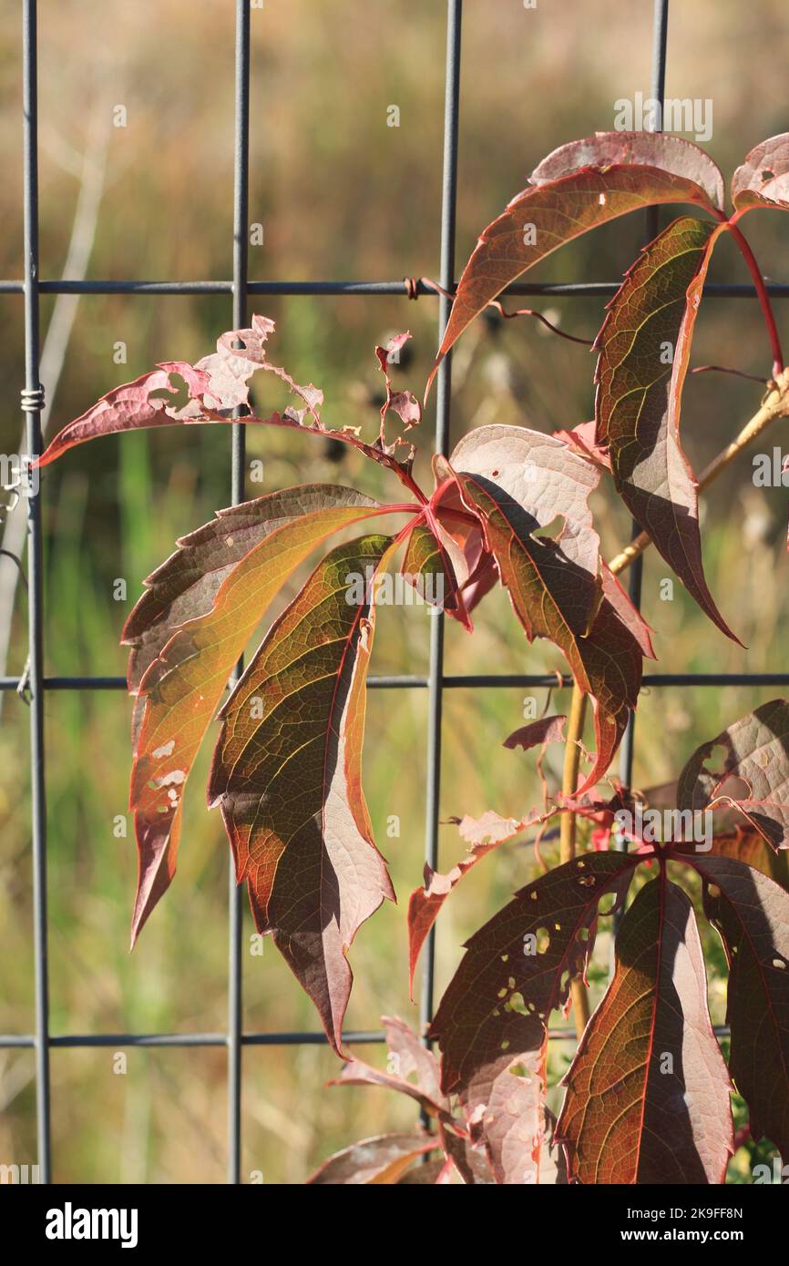BrIght red autumn leaves shimmering with the golden fall colors Stock ...