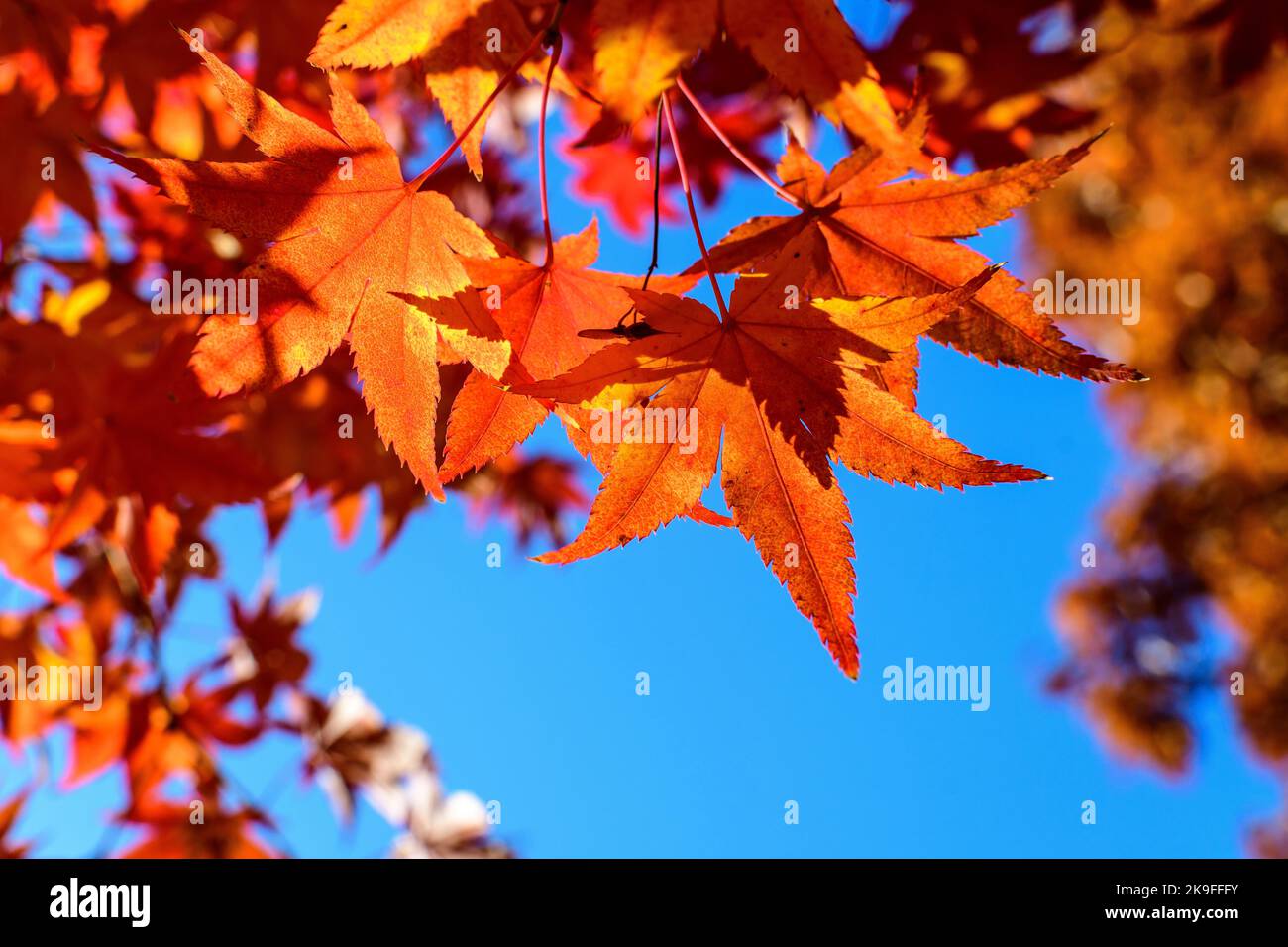Vivid red and orange leaves of Acer platanoides or Norway maple tree, towards clear blue sky in a garden during a sunny autumn day, beautiful outdoor Stock Photo