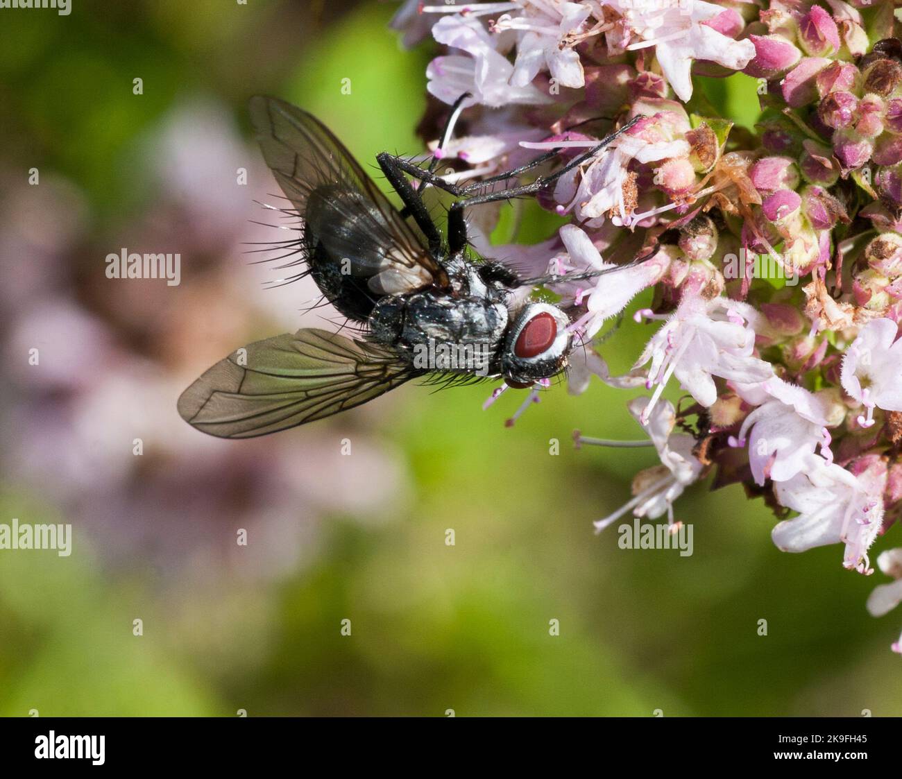 TACHINA FERA fly in genus Tachina Stock Photo - Alamy
