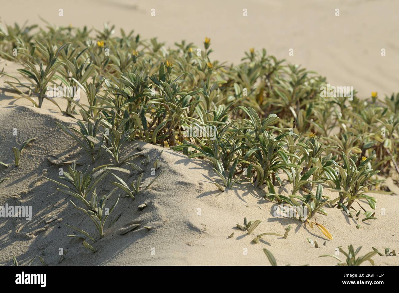 Pioneer dune vegetation in beach sand, Common Gazania, Gazania krebsiana, Durban, South Africa, flowering plant, minimal landscape, survival struggle Stock Photo
