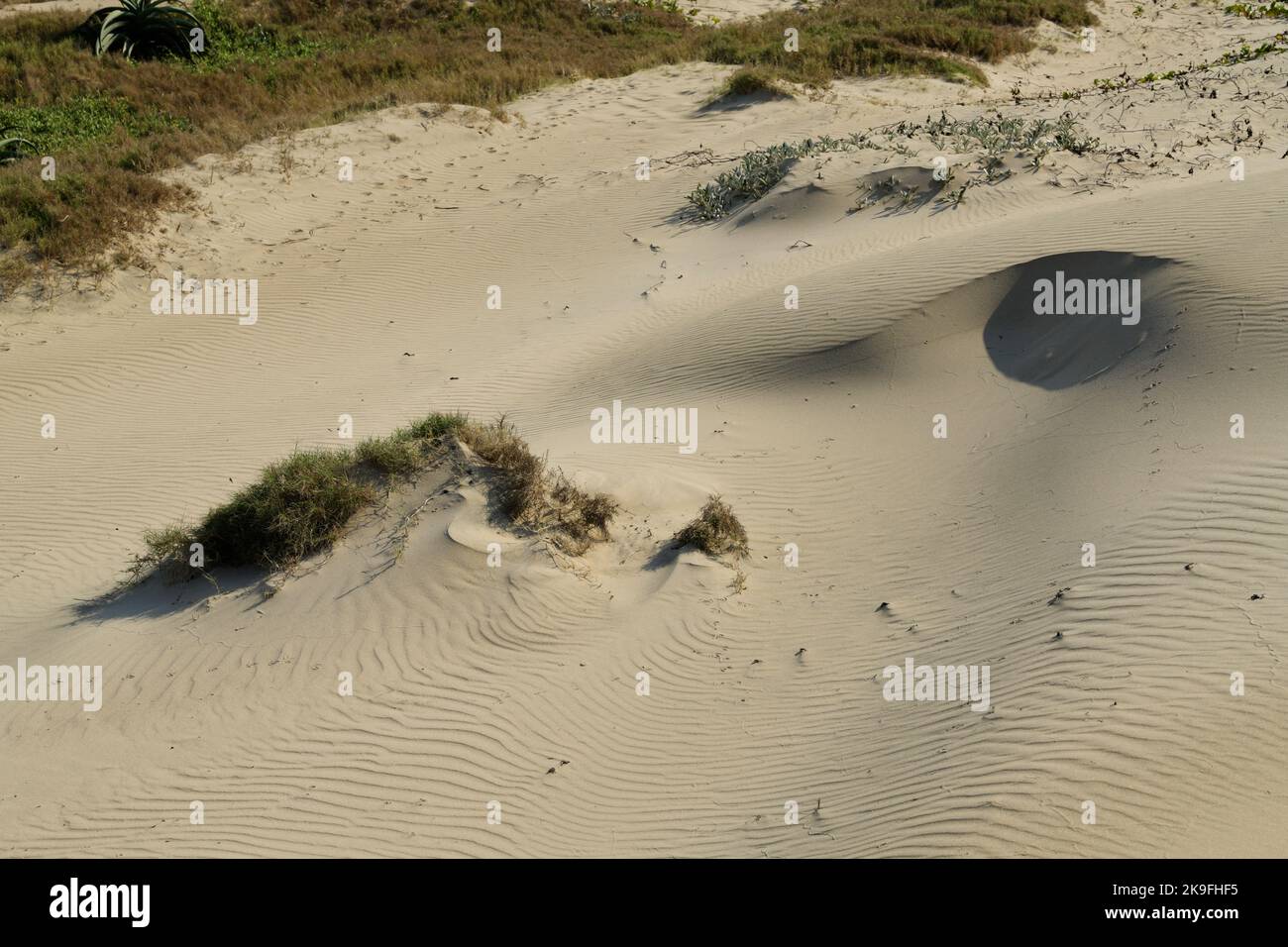 Pioneer sand dune plant growing in arid conditions, Cynodon dactylon, Couch grass, beach management, Durban, KwaZulu-Natal, South Africa, growth Stock Photo