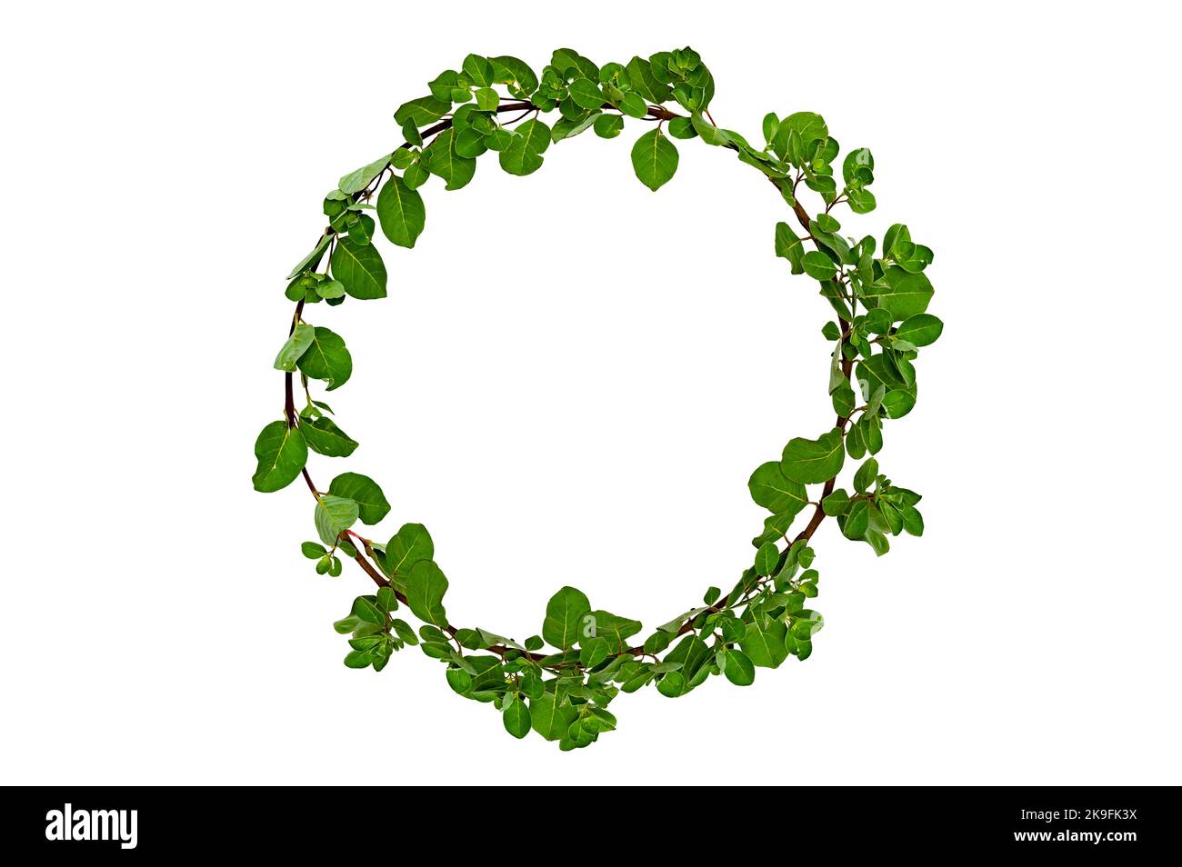 leaf vine circle isolates on a white background Stock Photo