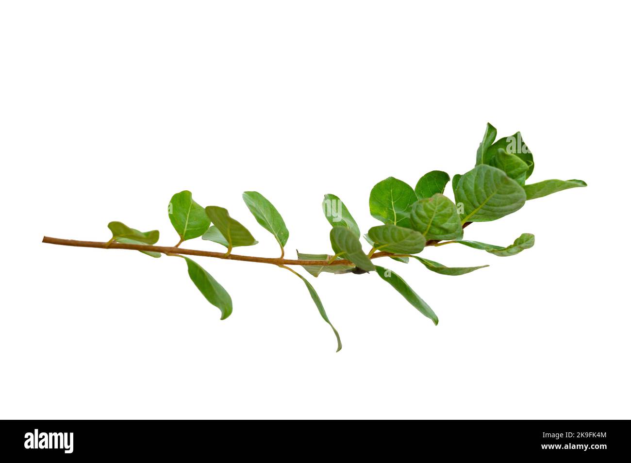 leaf vine isolates on a white background Stock Photo