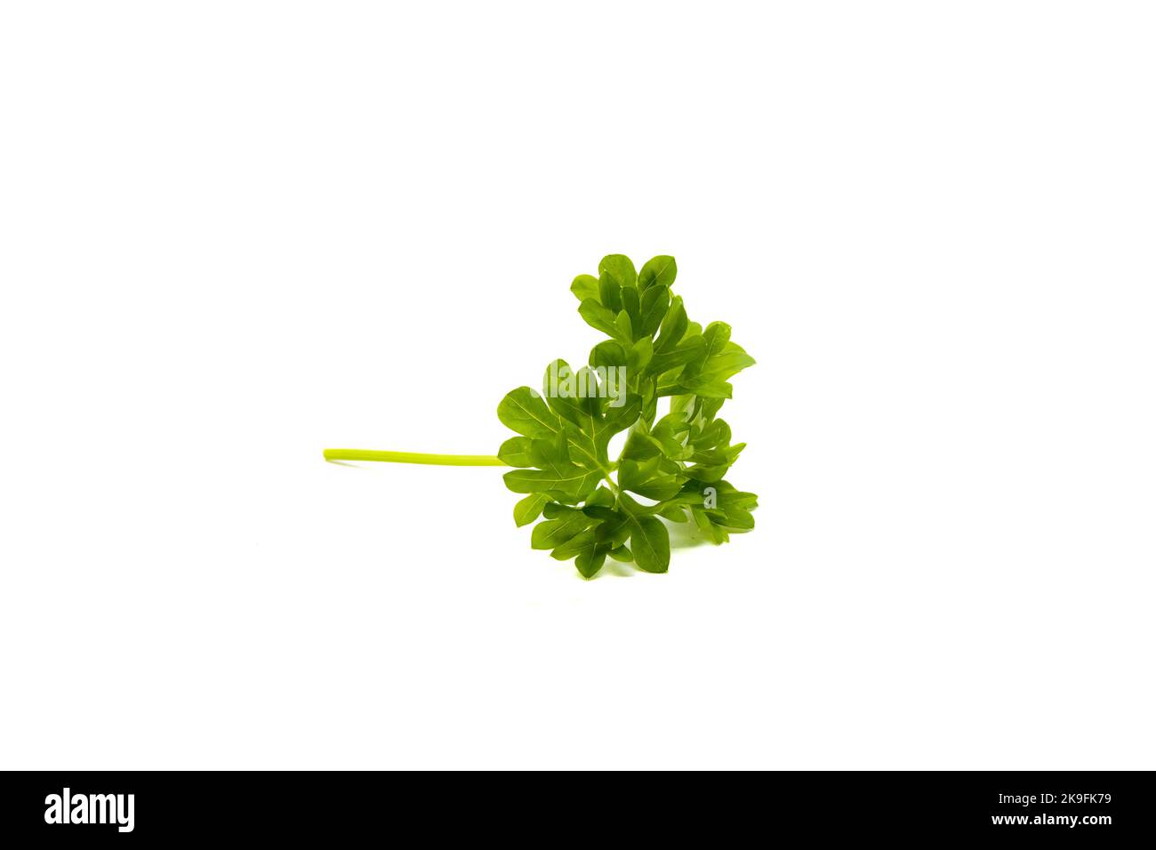 Fresh green parsley leaves isolated on white background Stock Photo - Alamy