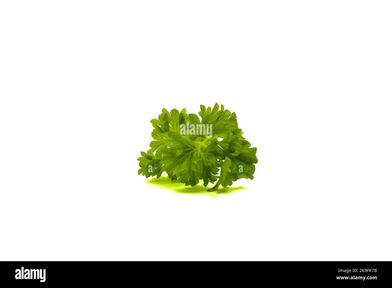Fresh green parsley leaves isolated on white background Stock Photo Alamy