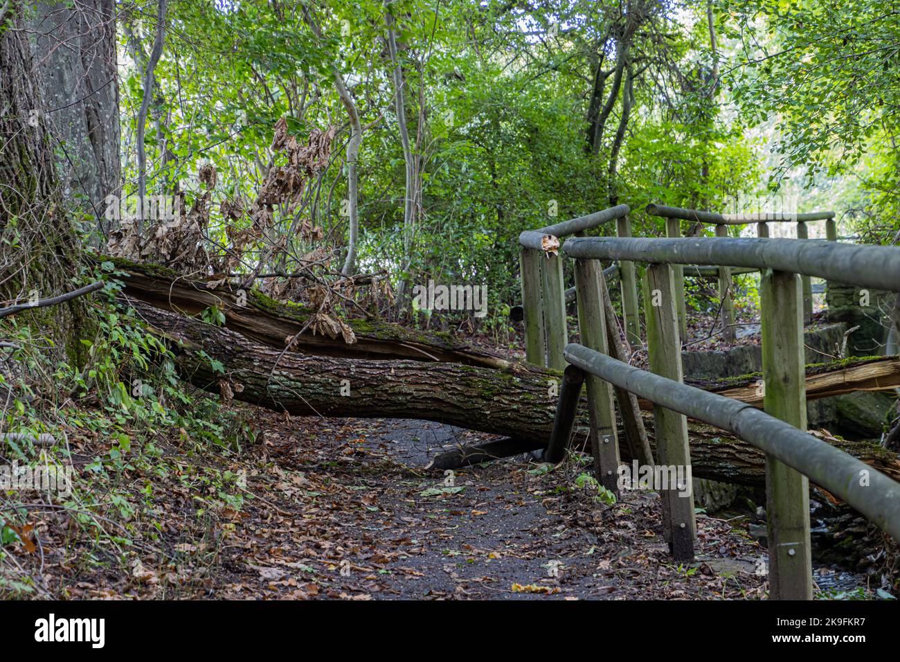 Tree in railing hi-res stock photography and images - Alamy