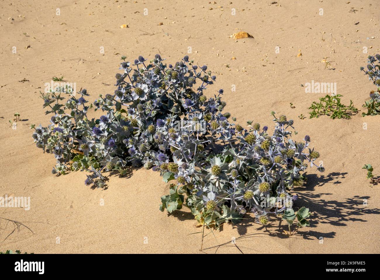 Close up view detail of a Eryngium maritimum plant, typical of sand dunes in Portugal, Europe. Stock Photo