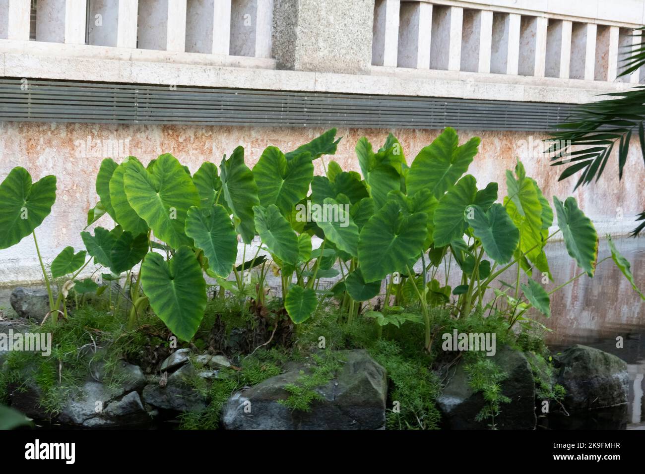 Close up view of the Elephant Ears (Taro) - Colocasia esculenta large plant leafs. Stock Photo