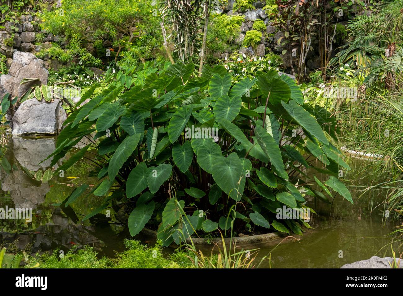 Close up view of the Elephant Ears (Taro) - Colocasia esculenta large plant leafs. Stock Photo