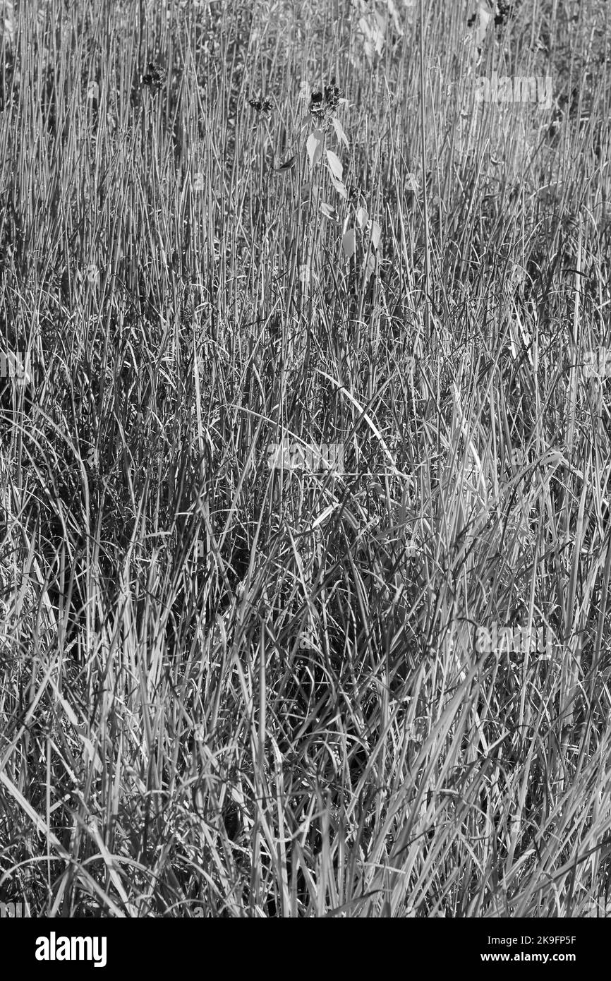 Common shoreline plant Black and White Stock Photos & Images Alamy