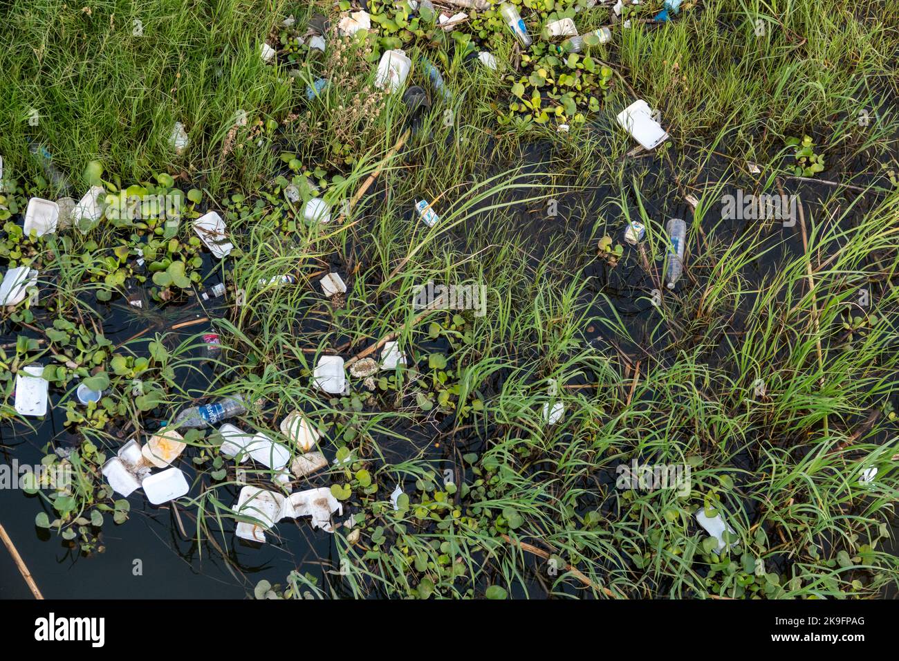 Litter and rubbish floating in the grass on the water's edge, river