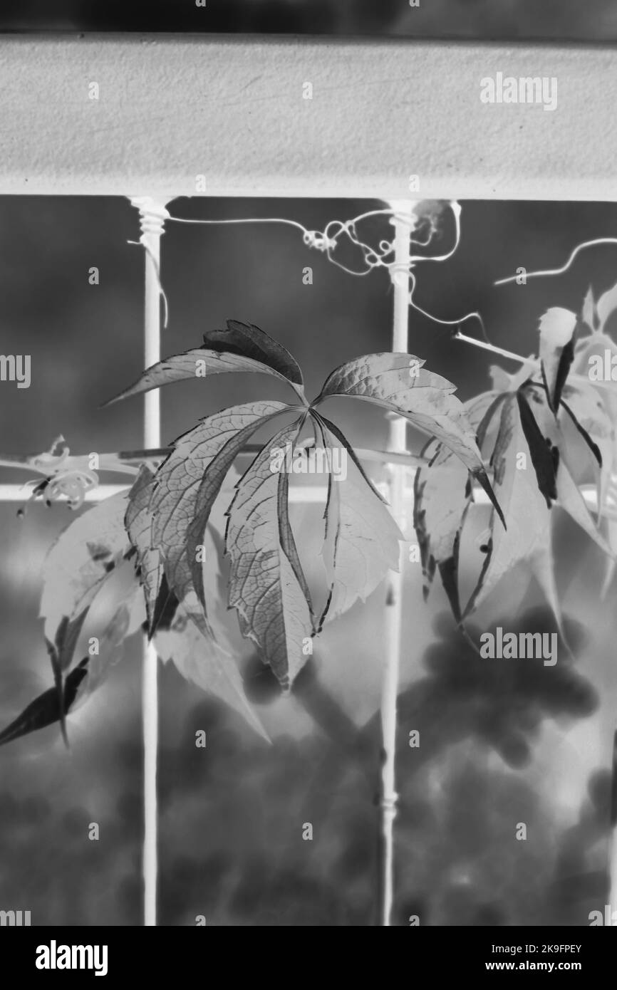 Vine growing on fence Black and White Stock Photos & Images - Alamy