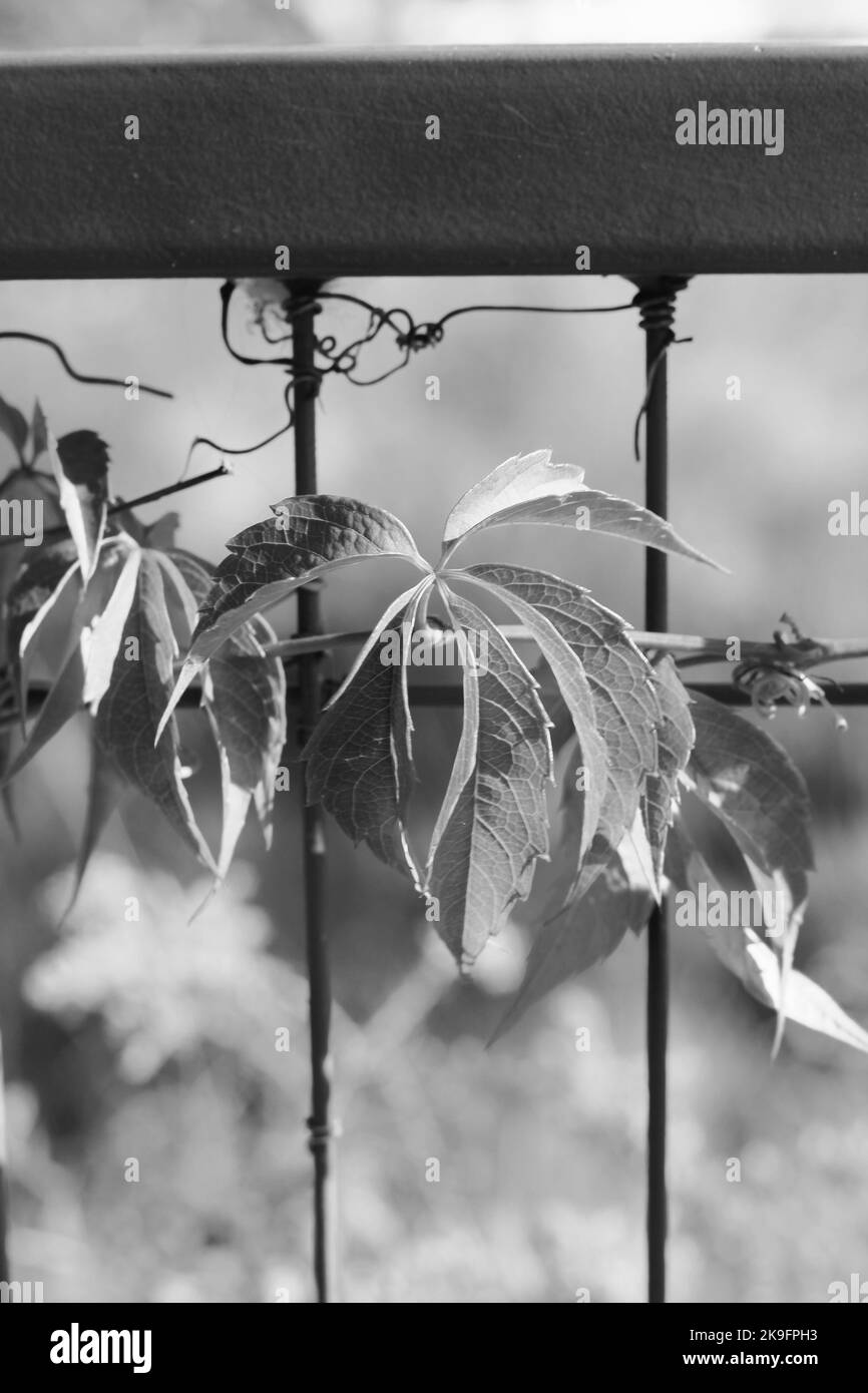Vine growing on fence Black and White Stock Photos & Images - Alamy