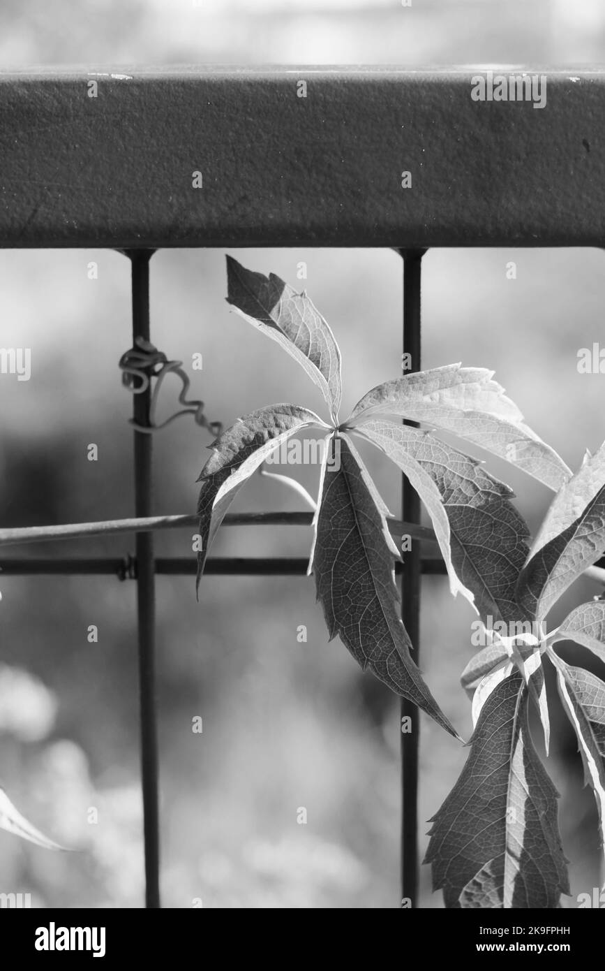 Vine growing on fence Black and White Stock Photos & Images Alamy