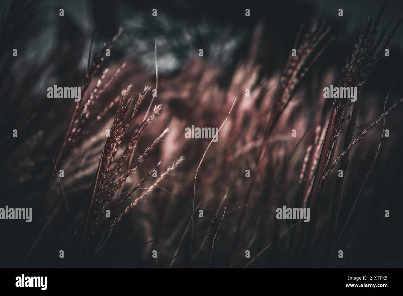 Grass in the wind Stock Photo