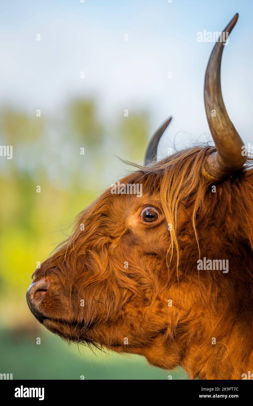 Highland cattle in Pollock Country Park Stock Photo Alamy