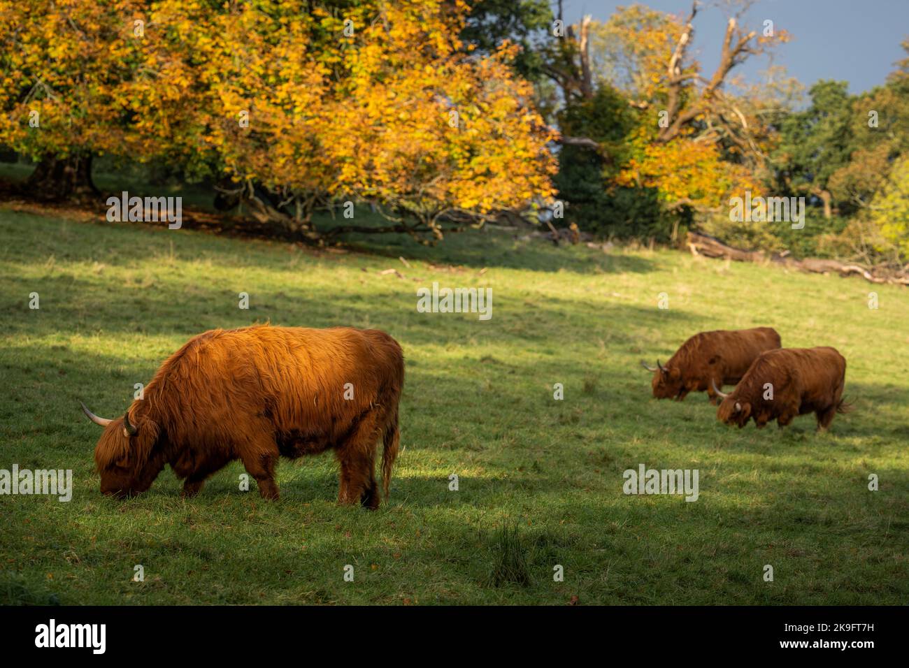 Highland cattle in Pollock Country Park Stock Photo Alamy