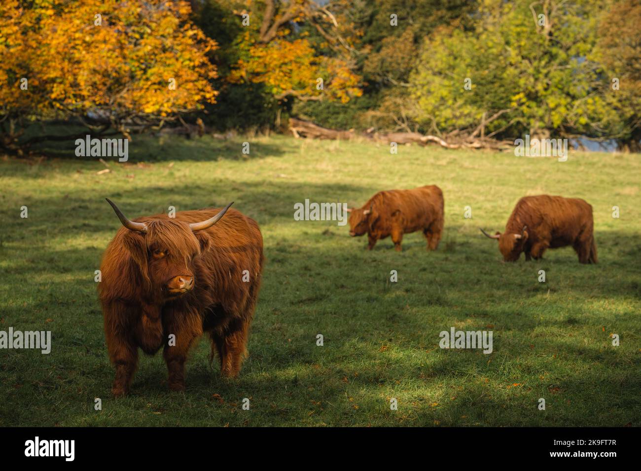 Highland cattle in Pollock Country Park Stock Photo Alamy