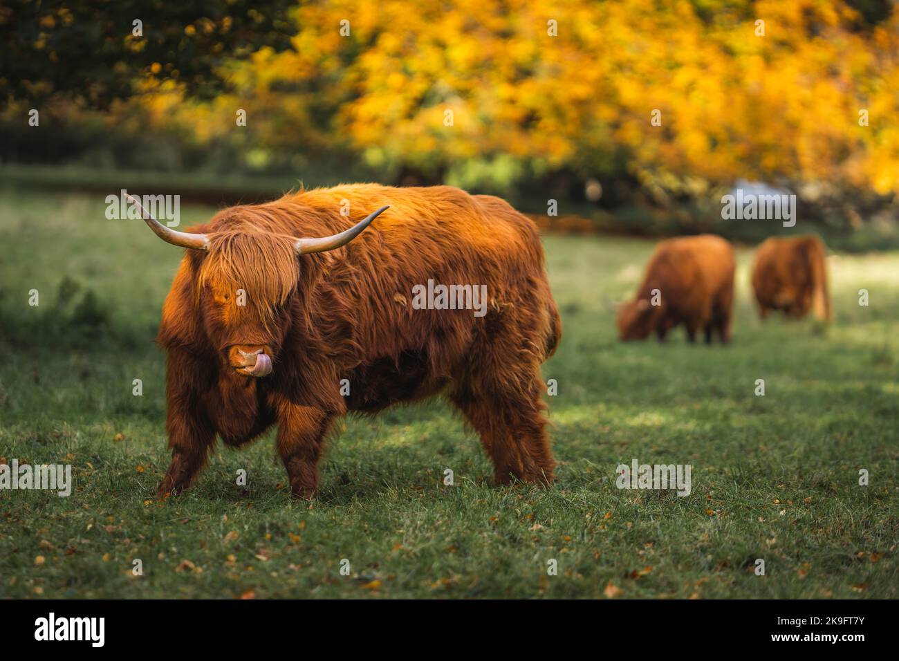 Highland cattle in Pollock Country Park Stock Photo Alamy