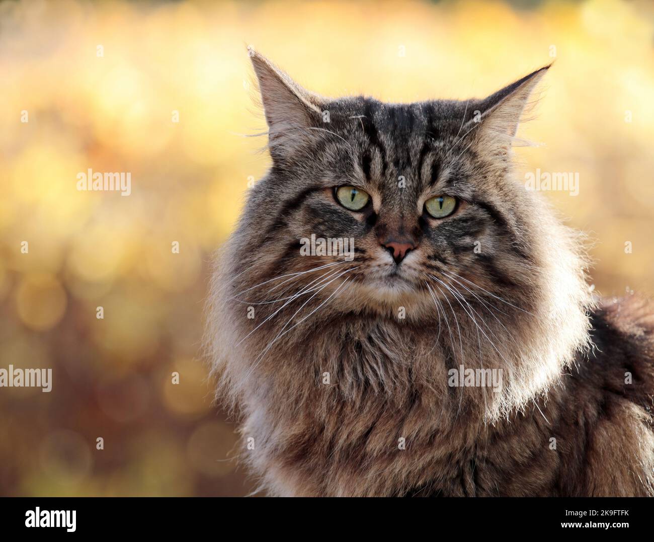 A portrait of norwegian forest cat male in autumnal environment Stock