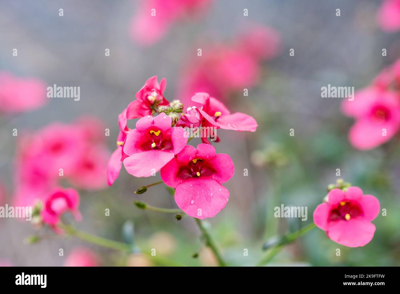 Pink Diascia, Twinspur flowers closeup Stock Photo