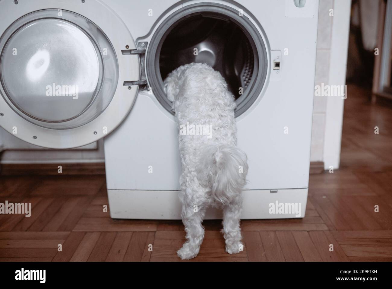 Cute little white dog looking in to washing machine. Stock Photo
