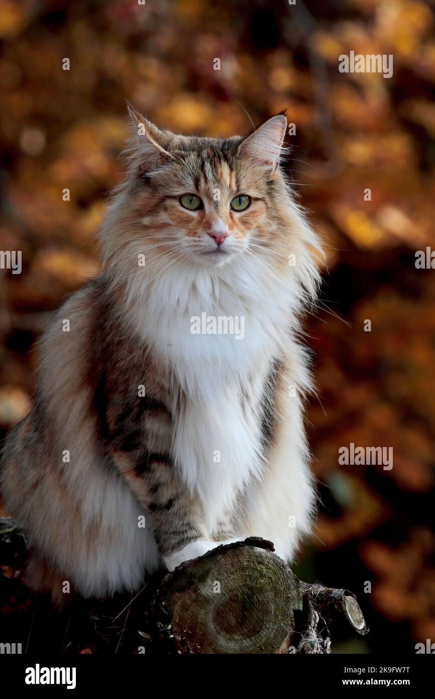 Beautiful norwegian forest cat female in autumnal light Stock Photo Alamy