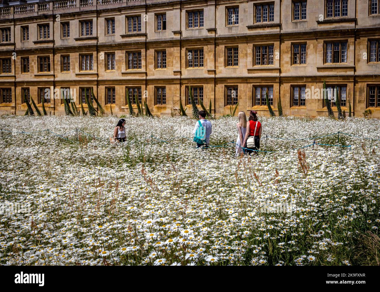 The wildflower meadow at Kings College Cambridge Stock Photo