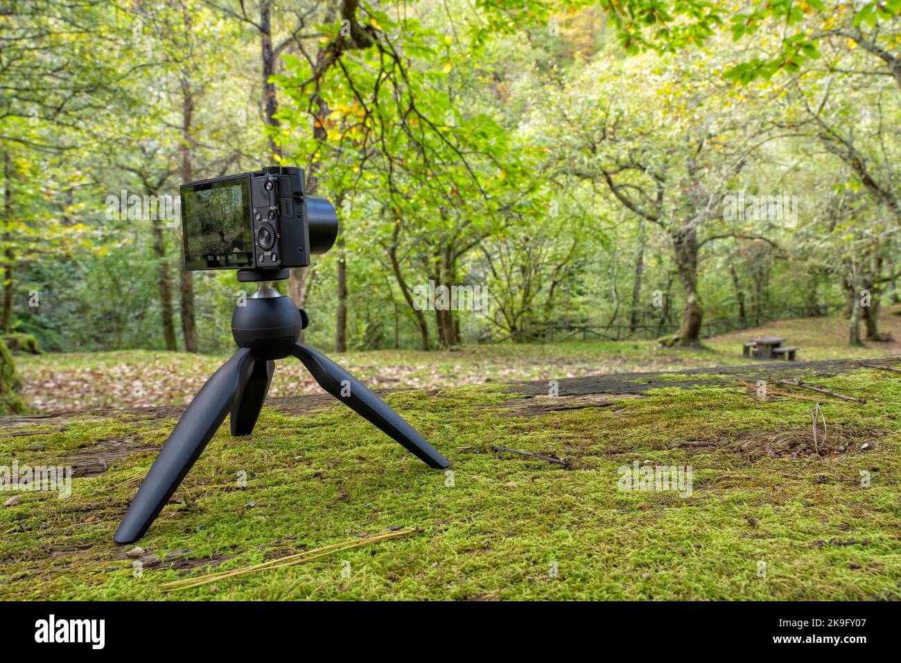 A compact photo camera mounted on a lightweight travel tripod for photographing a forest in autumn Stock Photo