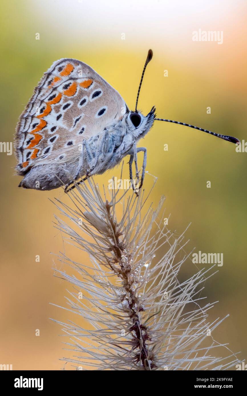 Brown argus butterfly Arisia agestis sitting on a wild flower Stock Photo