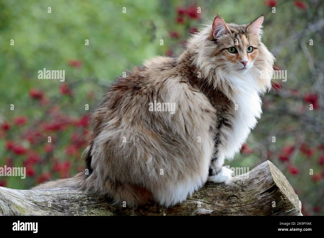 Norwegian forest cat female sitting on a stump in forest Stock Photo