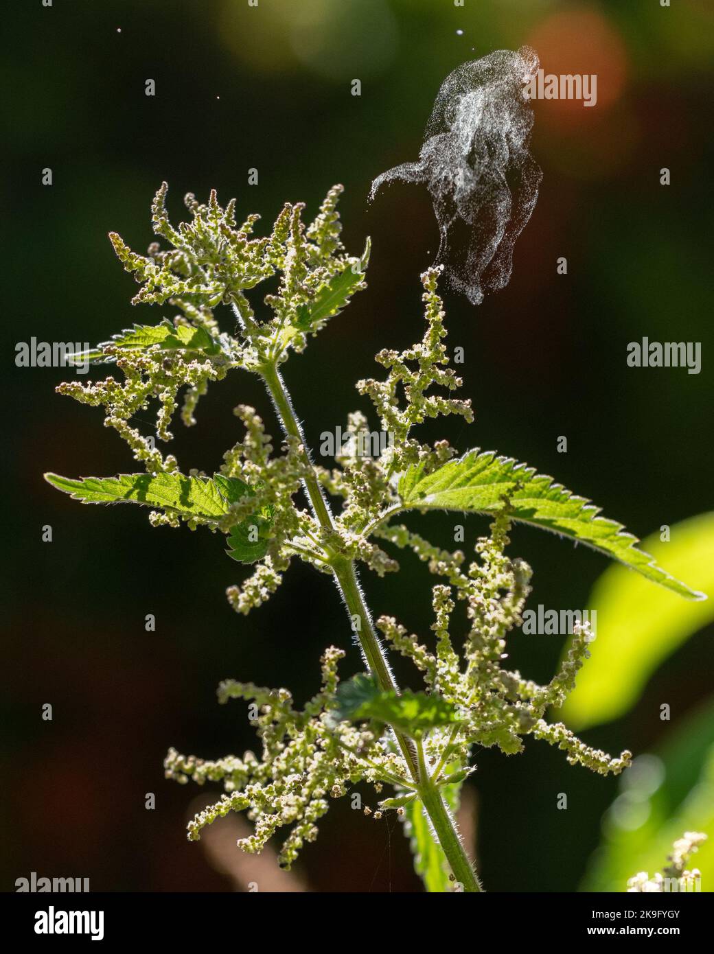 Male flowers of stinging nettle (urtica dioica) exploding, scattering