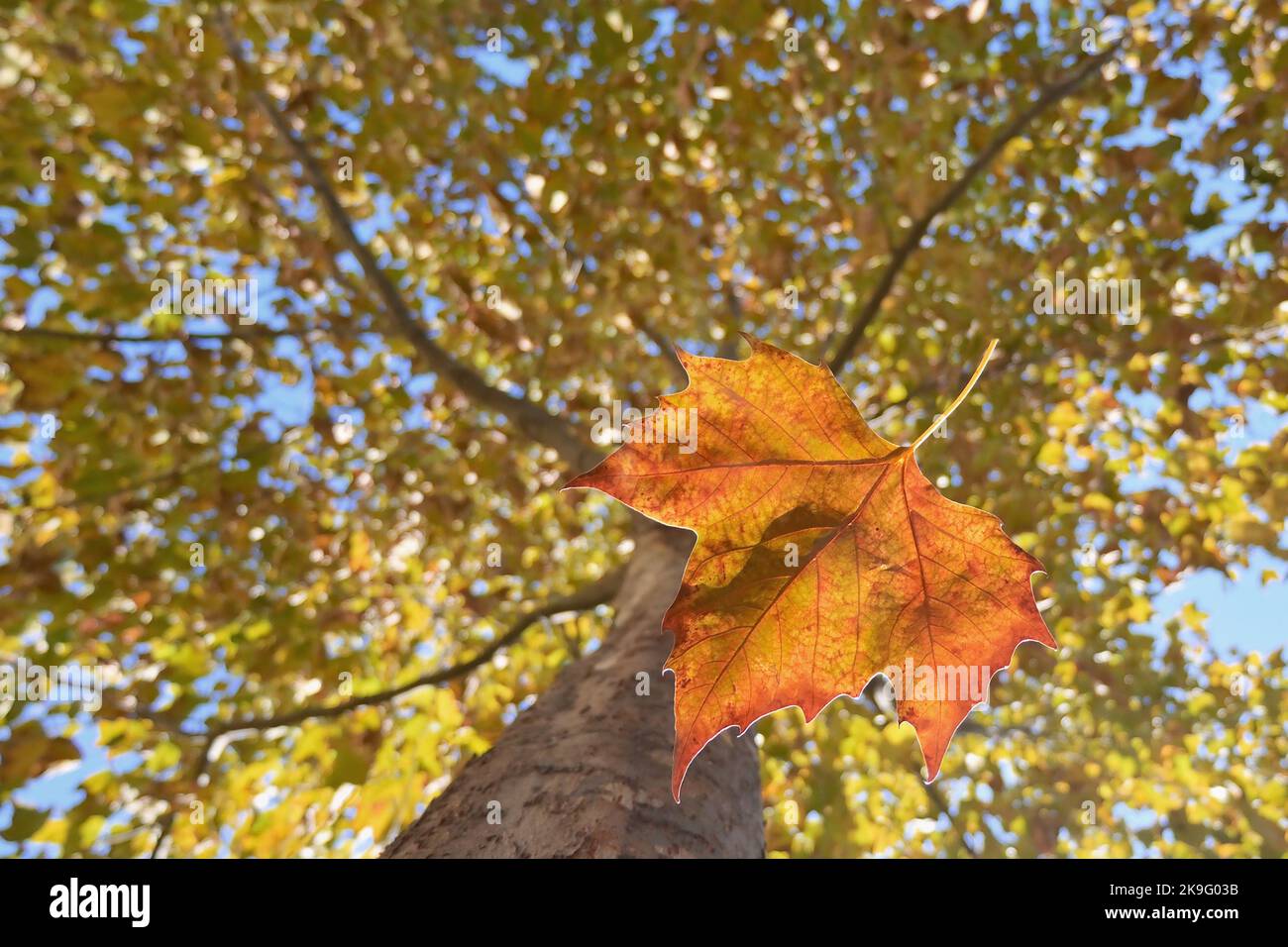 autumn-closeup-single-maple-leaf-falling-down-stock-photo-alamy