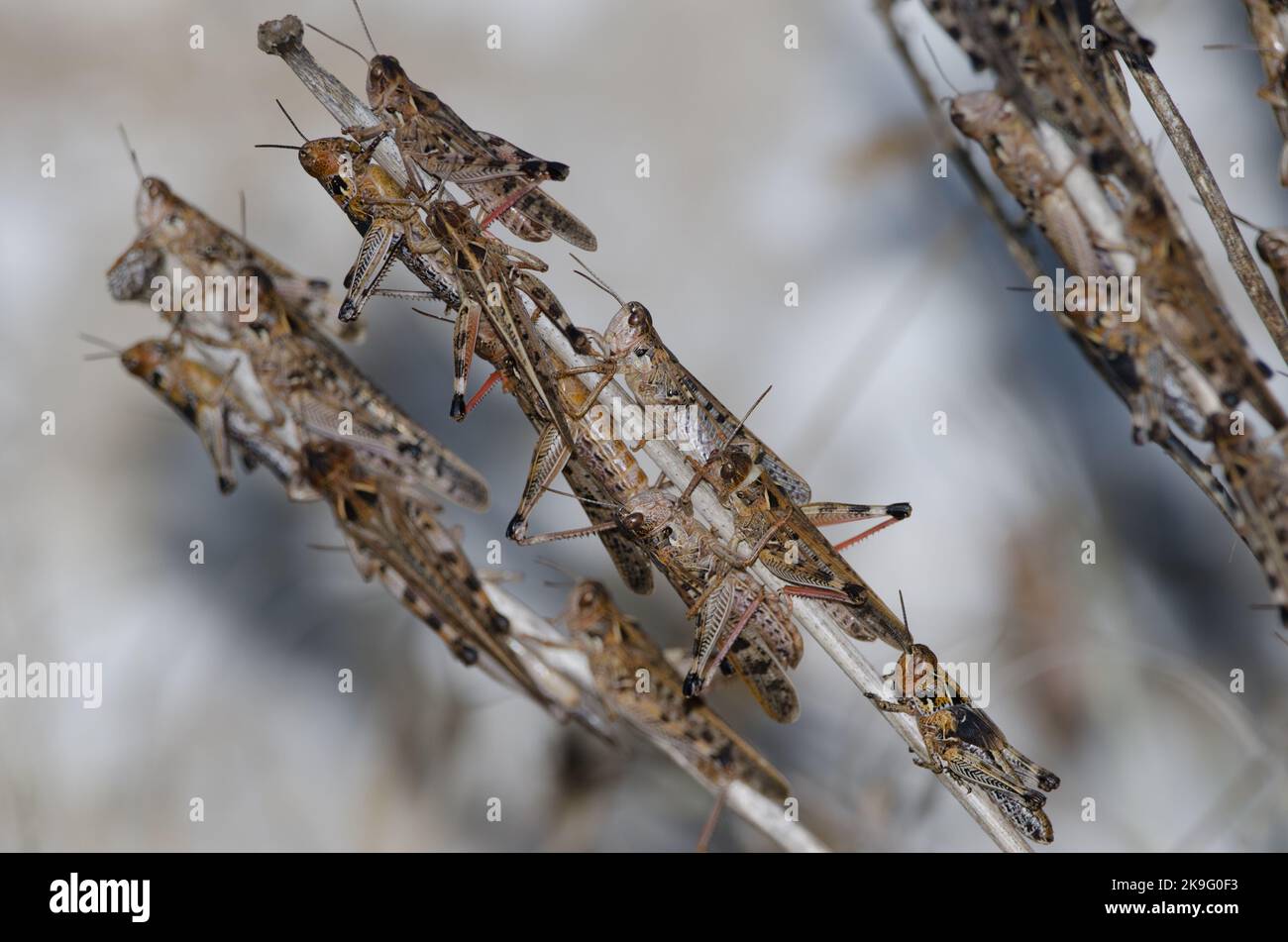 Moroccan locusts Dociostaurus maroccanus. Adults and nymph at the ...