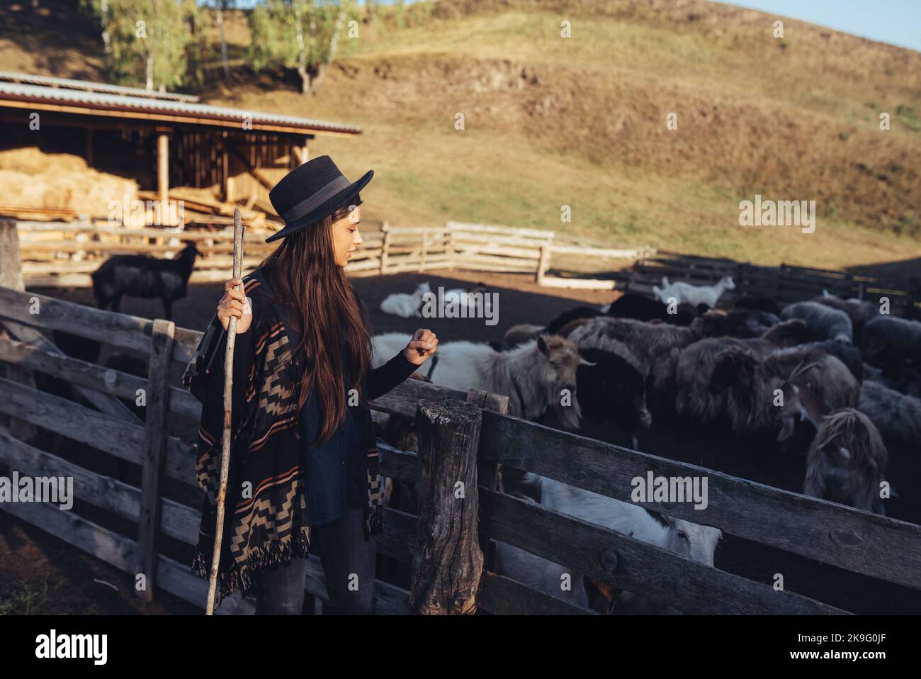 A young beautiful woman near a pen with goats Stock Photo