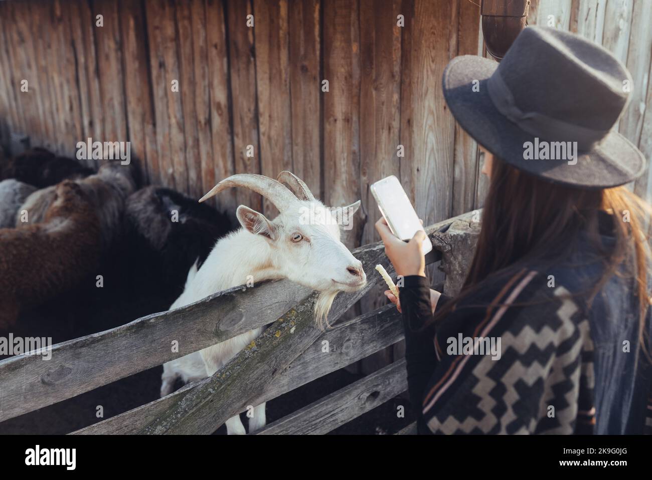 Woman takes a photo of a goat on her smartphone. Stock Photo