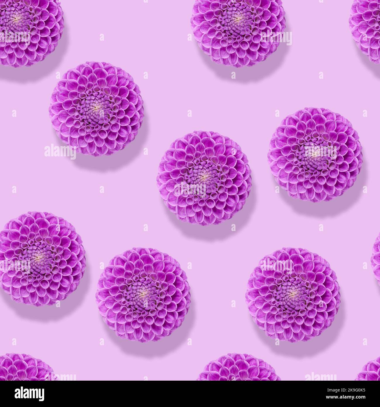 Pattern with flowers dahlias on purple background, top view. Stock Photo