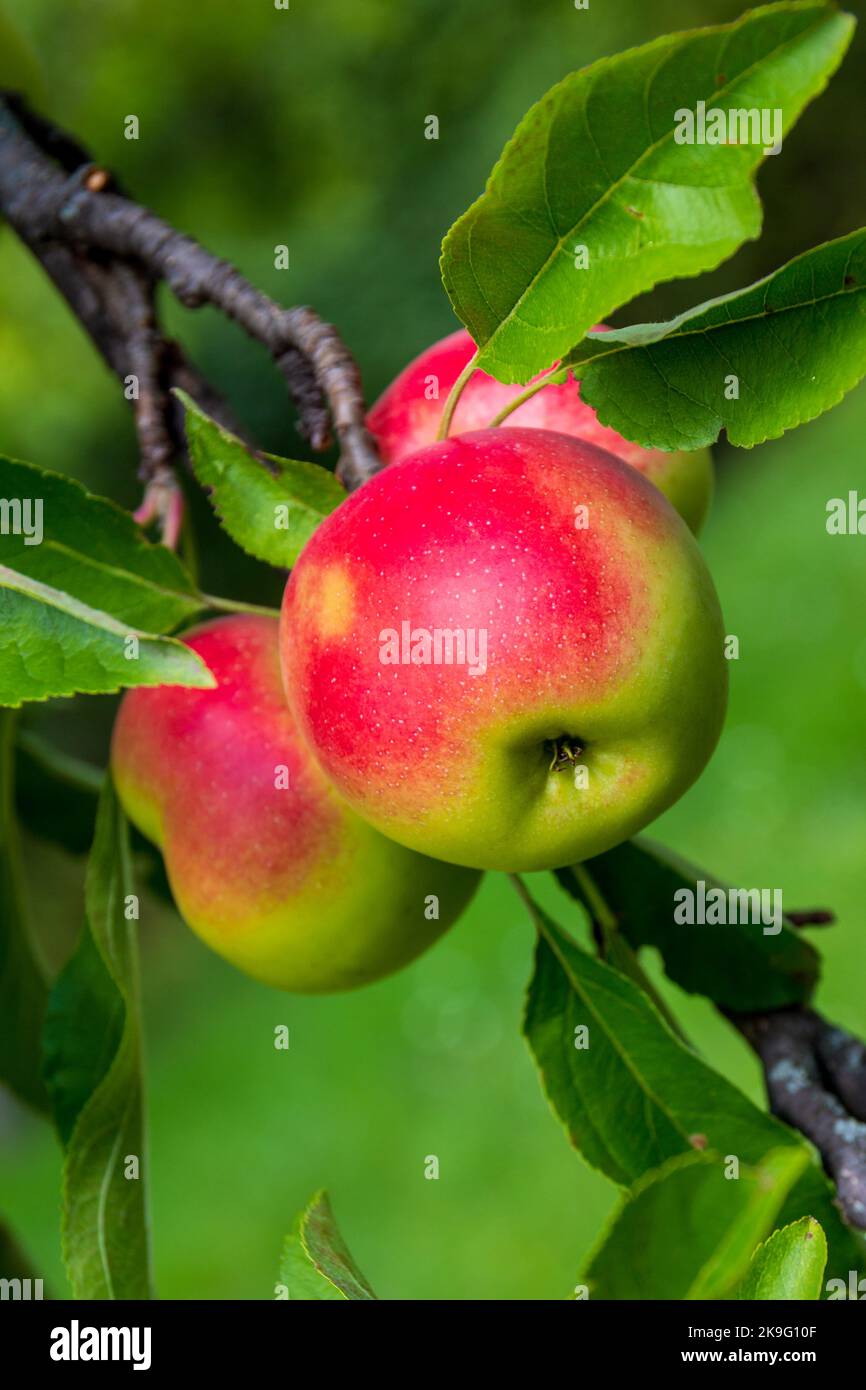 Ripe red apples on tree branch, vertical Stock Photo