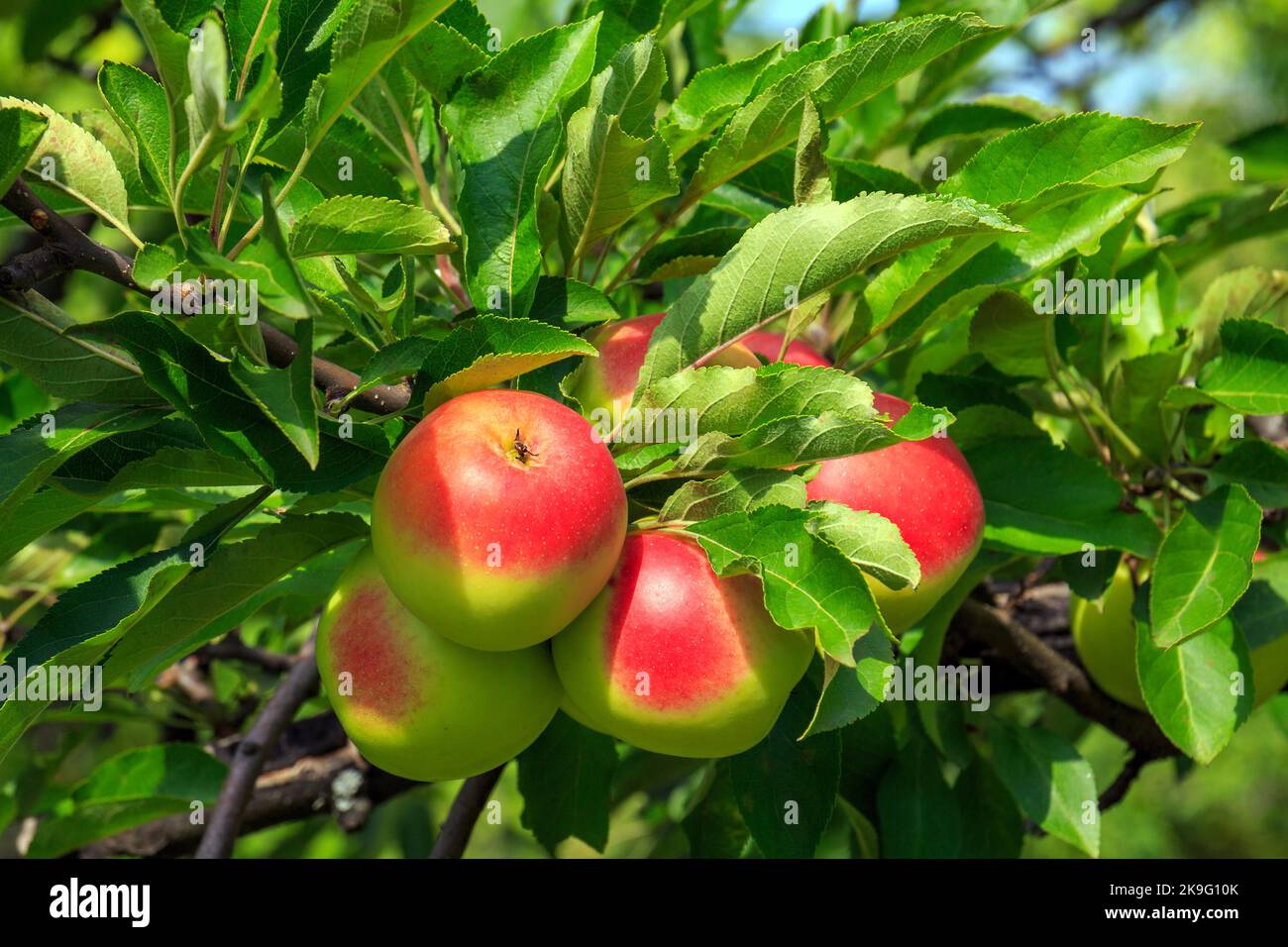 Apple branch with ripe juicy fruits Stock Photo
