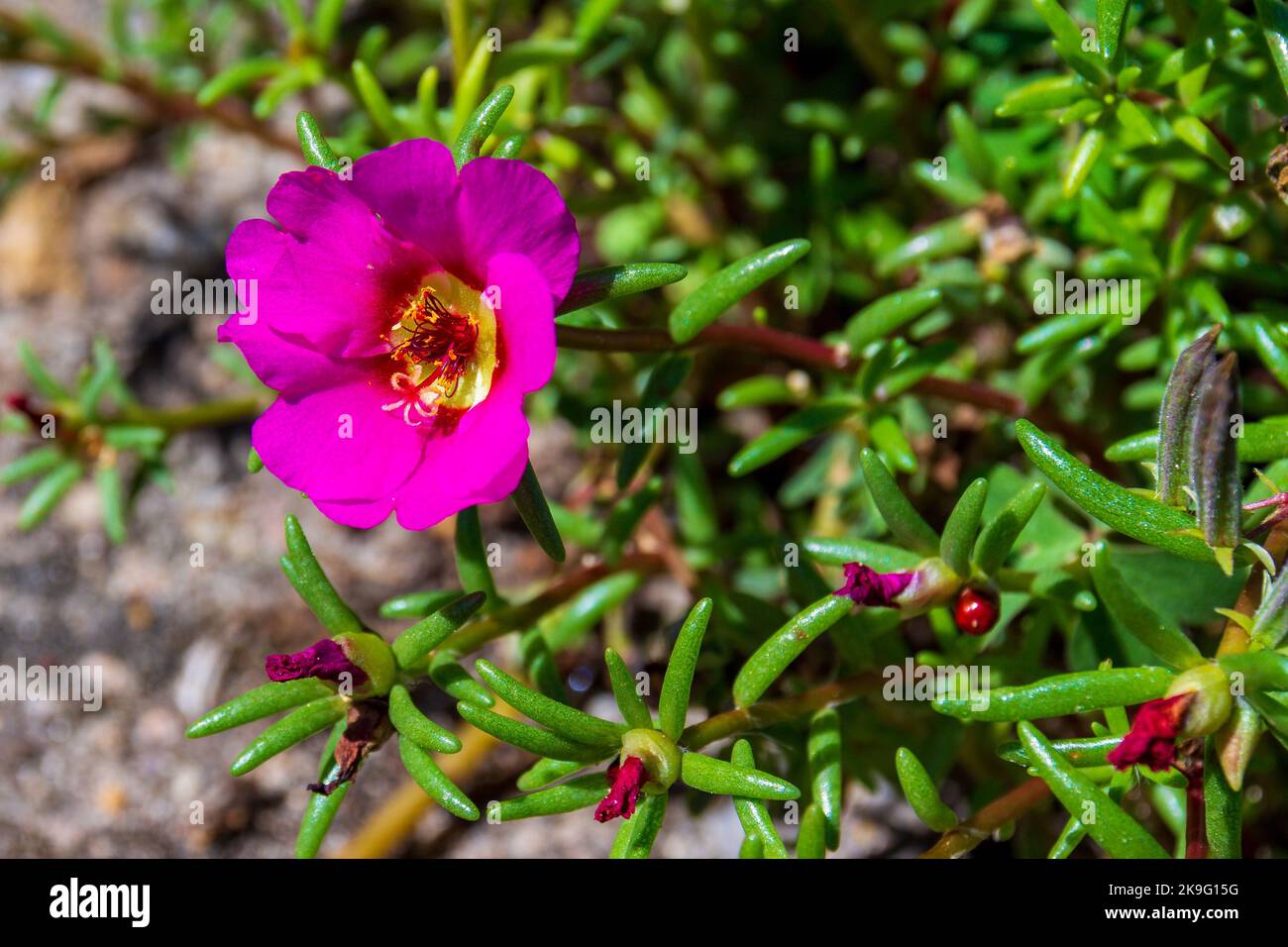 Herb Portulaca oleracea - Common Purslane, Little Hogweed or Pursley. Pink flower with green leaves Stock Photo