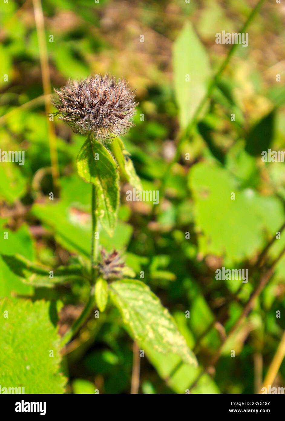 Herb Wild Basil - Clinopodium Vulgare, flower blossom close up Stock Photo
