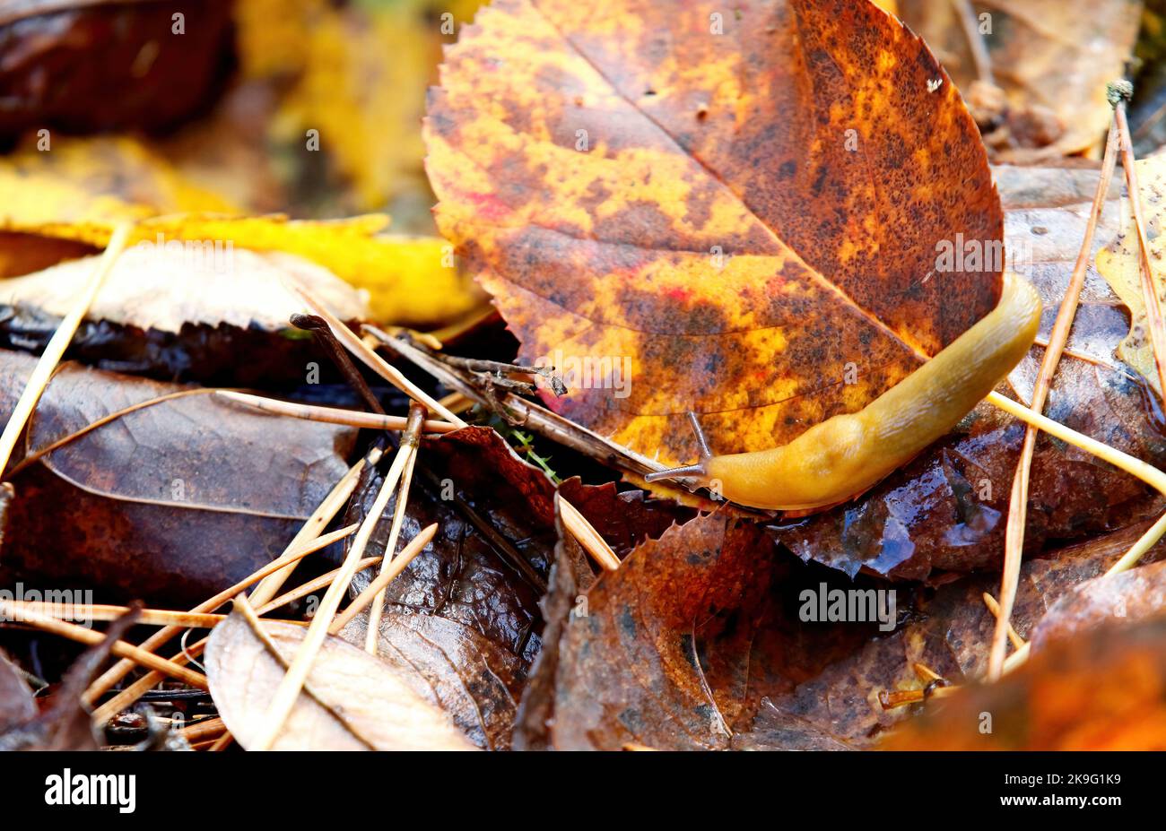 Yellow snail crawling over rotten leaves Stock Photo