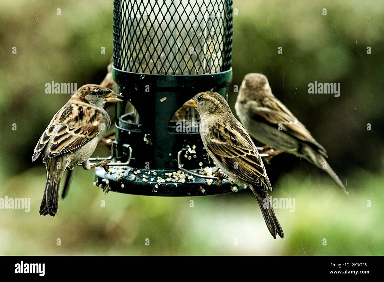 Sparrows being watchful or feeding at birdfeeder on fall day Stock Photo