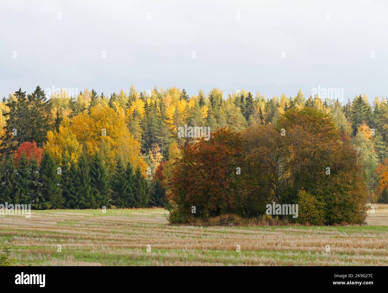 Tree trees bush bushes hi-res stock photography and images - Alamy